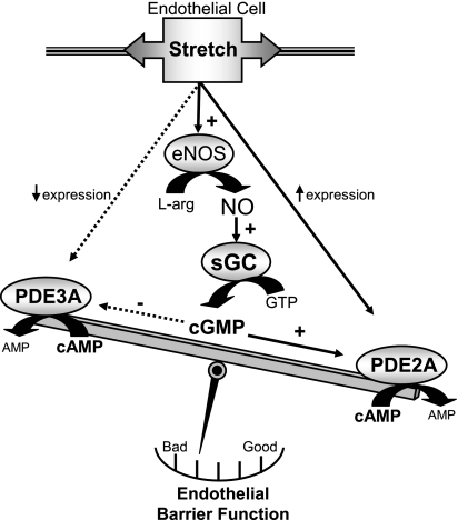 Fig. 11.