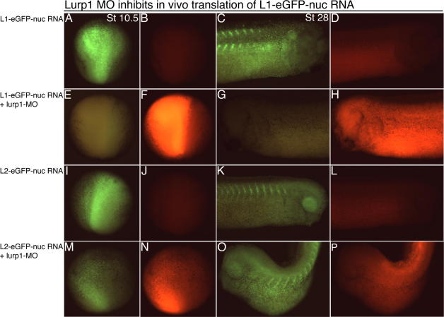 Supplementary Fig. 4