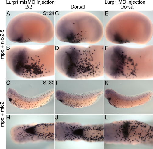 Supplementary Fig. 7