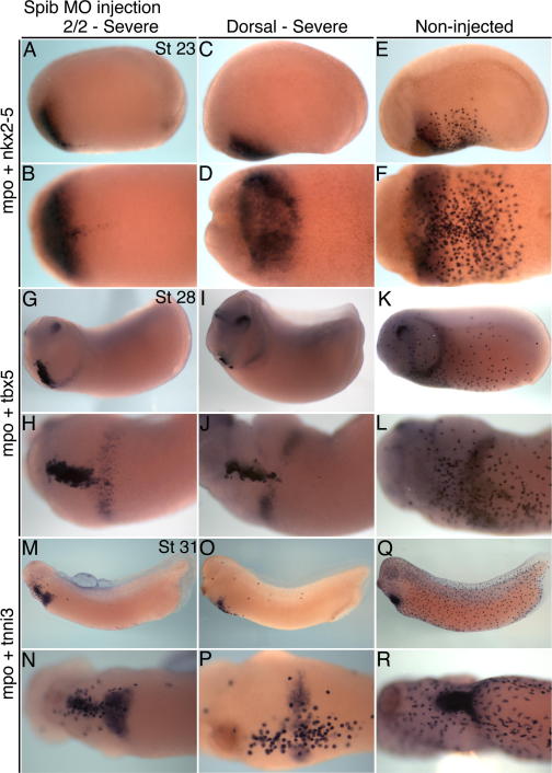 Supplementary Fig. 2