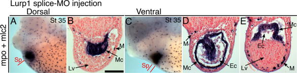 Supplementary Fig. 5