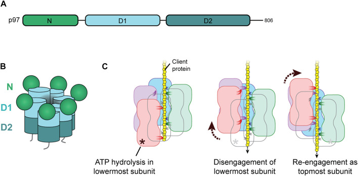 FIGURE 1