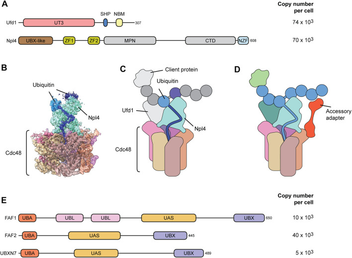 FIGURE 3