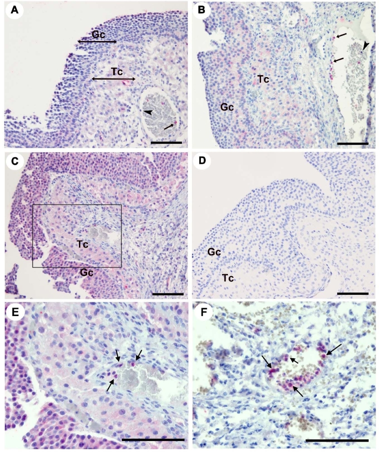 Figure 2.