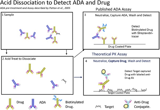 Theoretical Considerations And Practical Approaches To Address The Effect Of Anti Drug Antibody