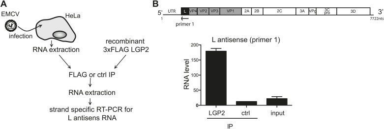 Figure 3—figure supplement 2.