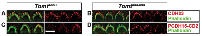 Figure 6—figure supplement 1.