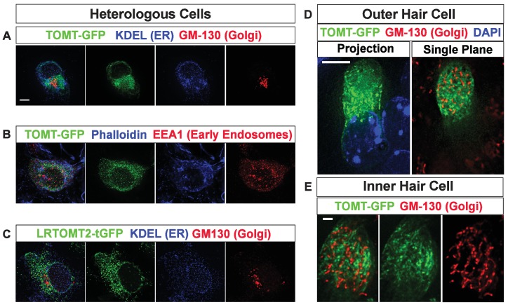 Figure 3—figure supplement 1.