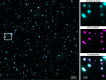 Figure 2—figure supplement 1.