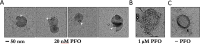 Figure 6—figure supplement 4.