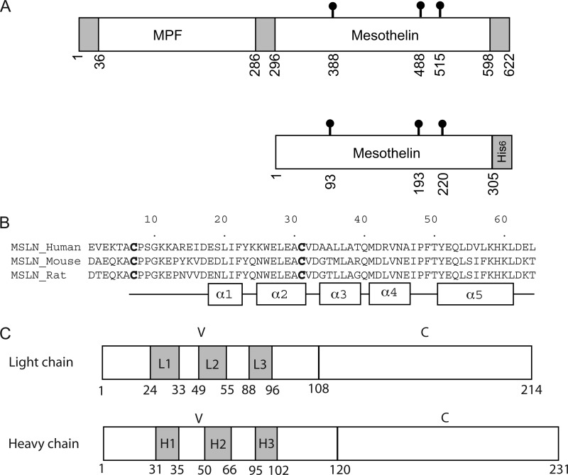 FIGURE 1.