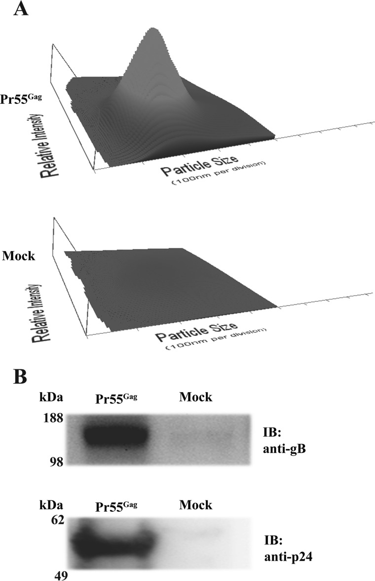 FIGURE 1.