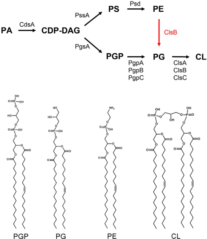 FIGURE 1.