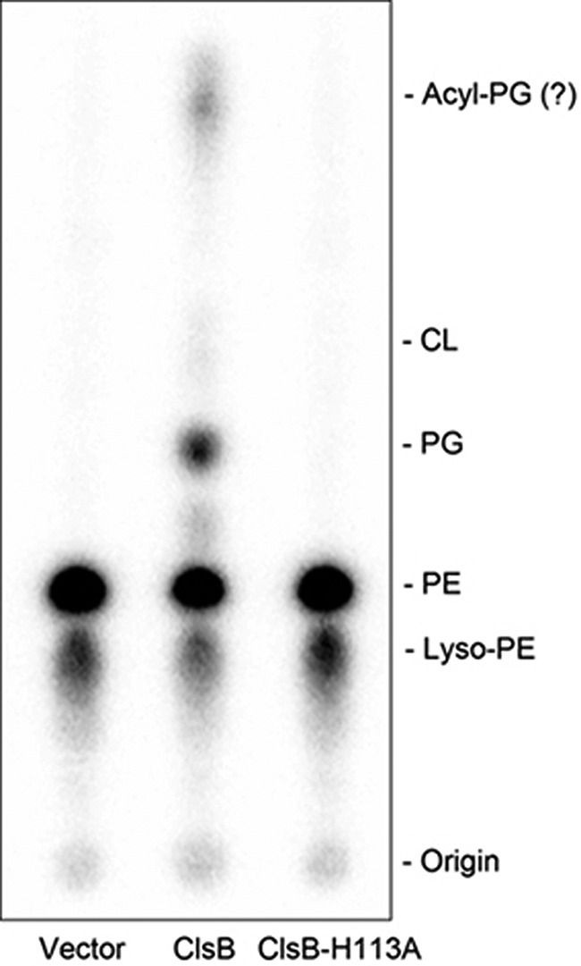 FIGURE 5.