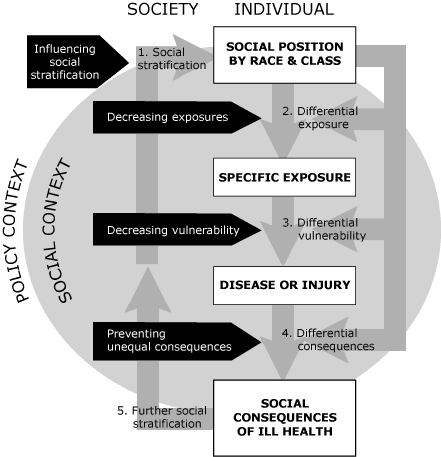 Process chart The policy context is the outermost shell of the model. The next layer is the social context. At the top, as a part of the society stratum, an intervention can be made here by influencing social stratification. Social stratification influences social position by race and class in the individual stratum. This results in differential exposure to health hazards, and an intervention can be made here by decreasing harmful exposures (or increasing health-promoting exposures). Social position by race and class not only leads to differential exposure but also to differential vulnerability to the adverse health effects of exposure. Interventions can be made here to decrease vulnerability (or increase resilience). Exposure of a vulnerable person leads to disease or injury. Social position by race and class also results in differential consequences of disease or injury. Interventions can be made here by preventing unequal consequences. The differential social consequences of ill health result in further social stratification (linked back to the top of the model).