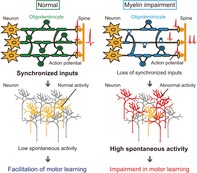 graphic file with name GLIA-68-193-g010.jpg