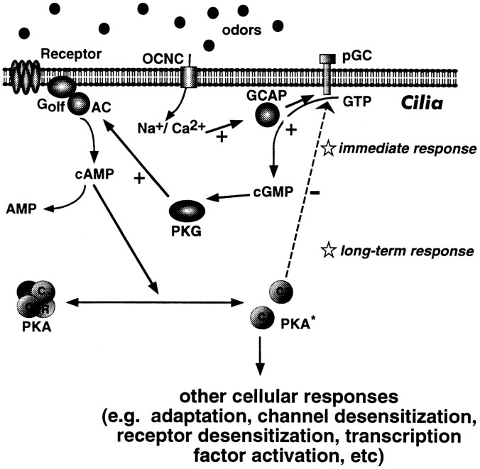 Fig. 10.