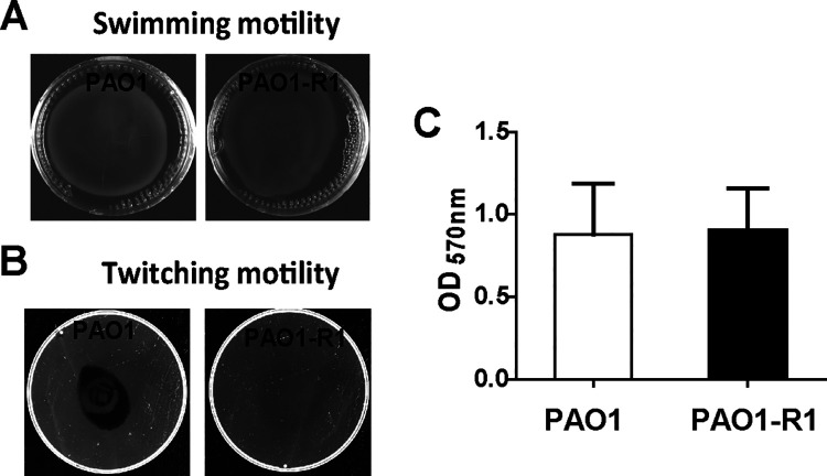 FIG 2