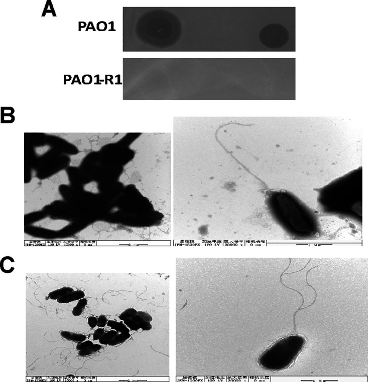 FIG 1