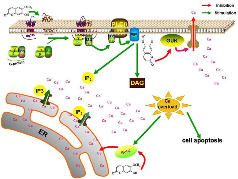 FIGURE 13