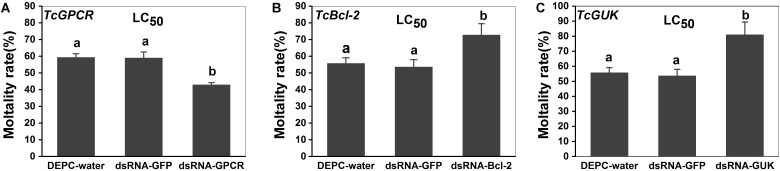 FIGURE 11