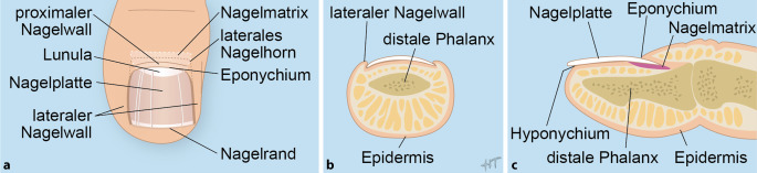 graphic file with name 113_2020_903_Fig1_HTML.jpg