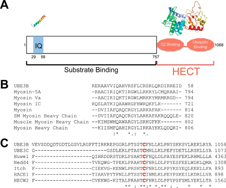 FIGURE 1.