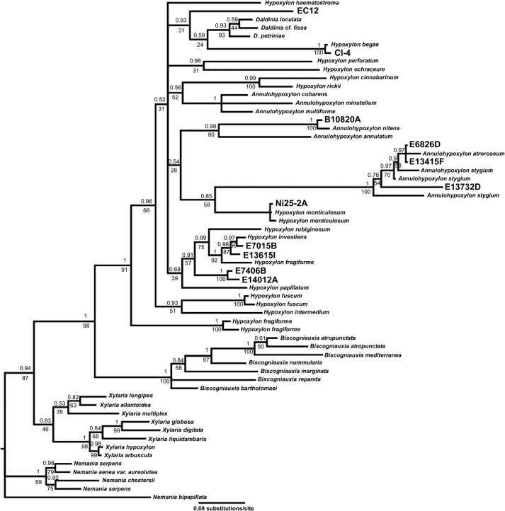 FIGURE 1.