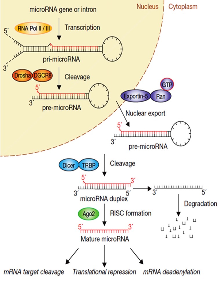 Fig. (1)