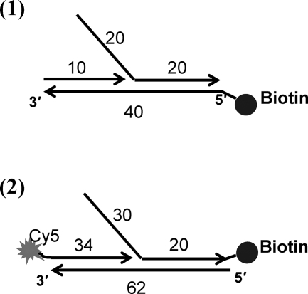 FIGURE 1.