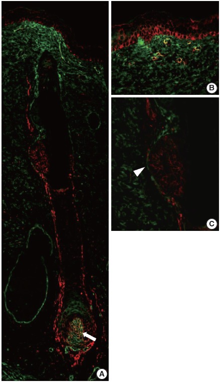 Fig. 5.