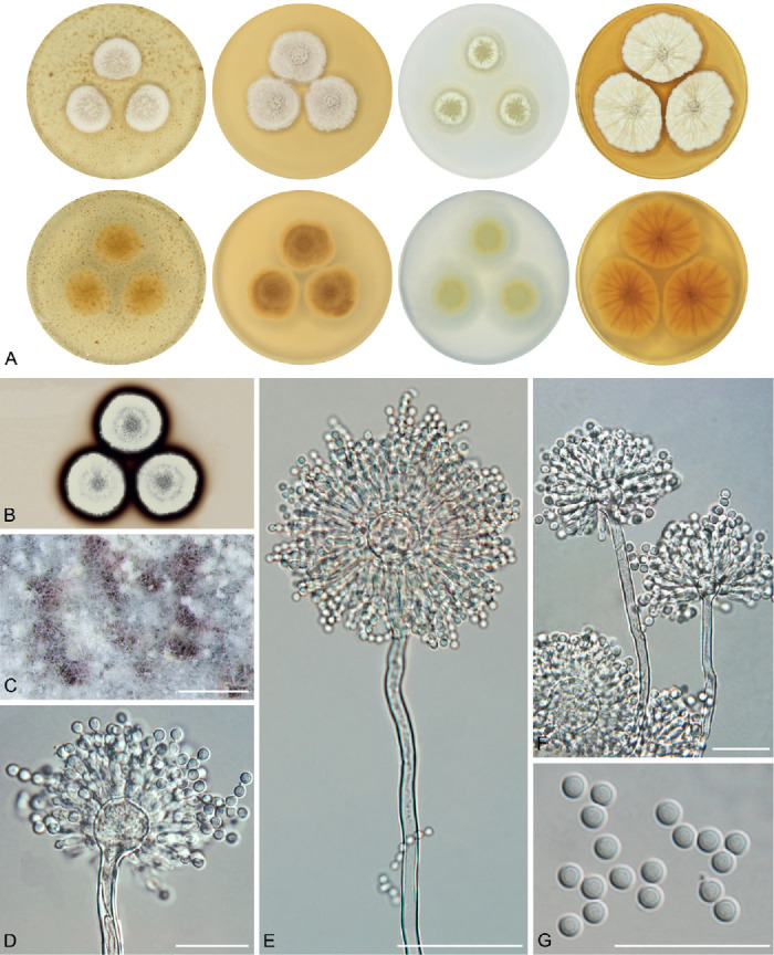 Fig. 14.