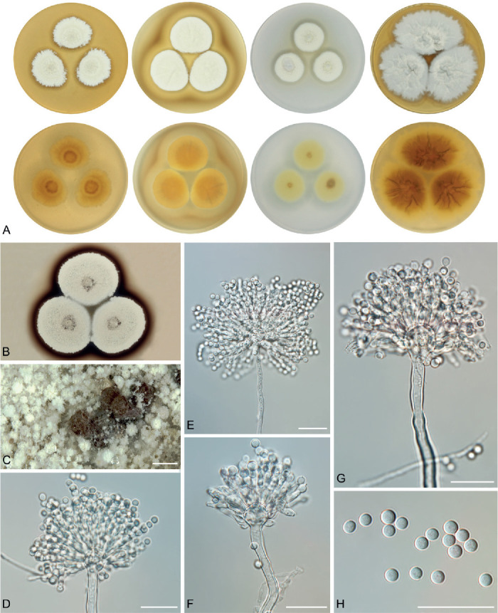 Fig. 21.