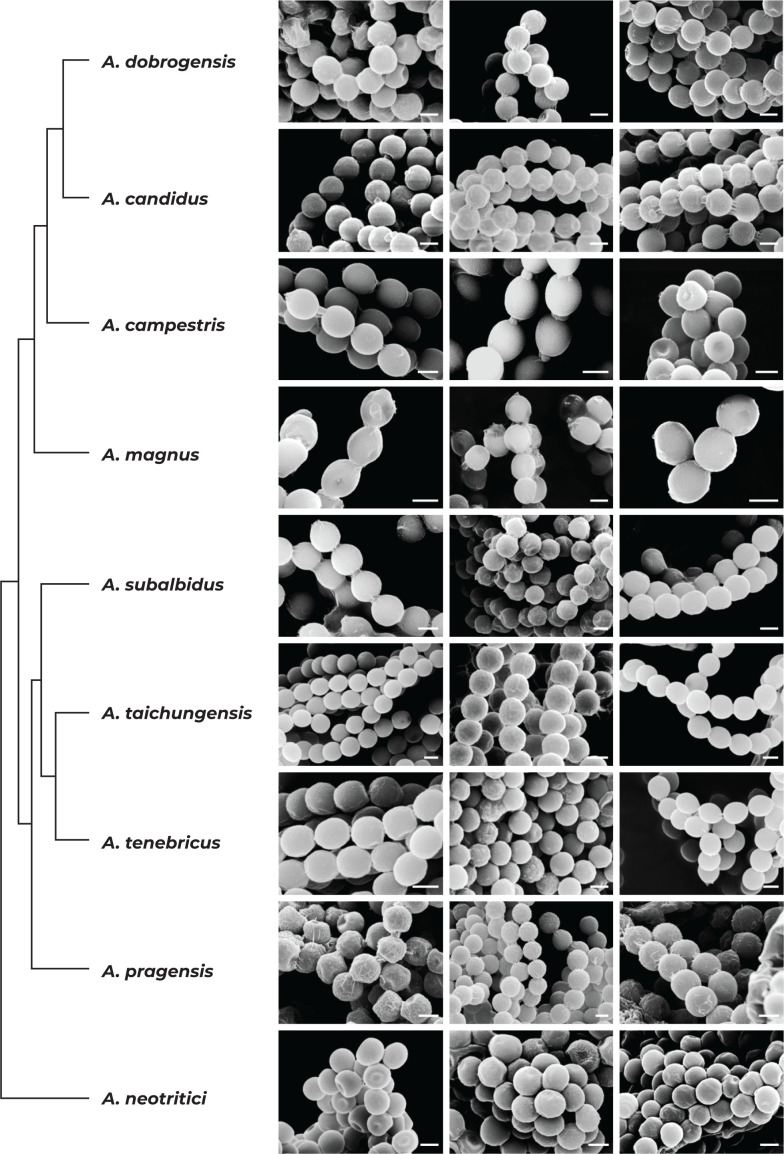 Fig. 8.