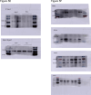 Supplementary Fig. 6