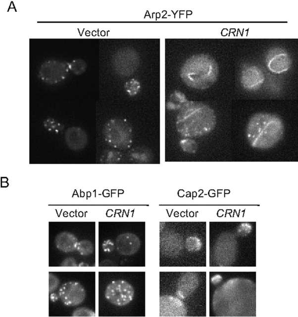 Figure 6.