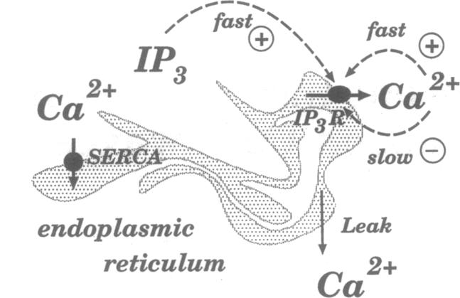 graphic file with name pnas01142-0299-a.jpg