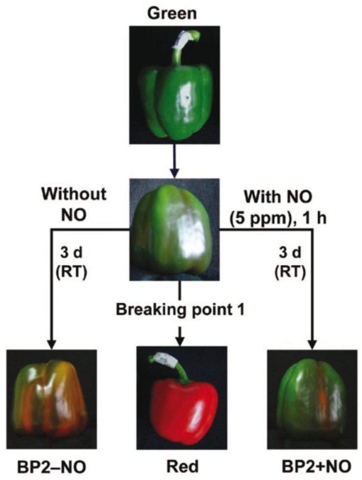 FIGURE 1