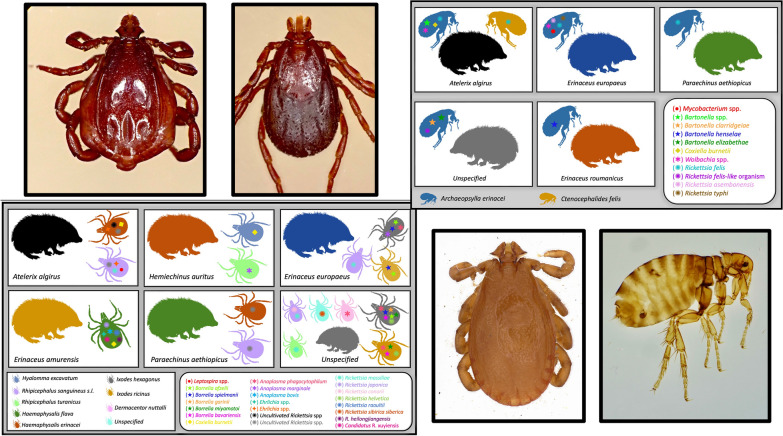 graphic file with name 13071_2023_5764_Figa_HTML.jpg