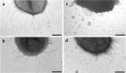 Fig. 5.