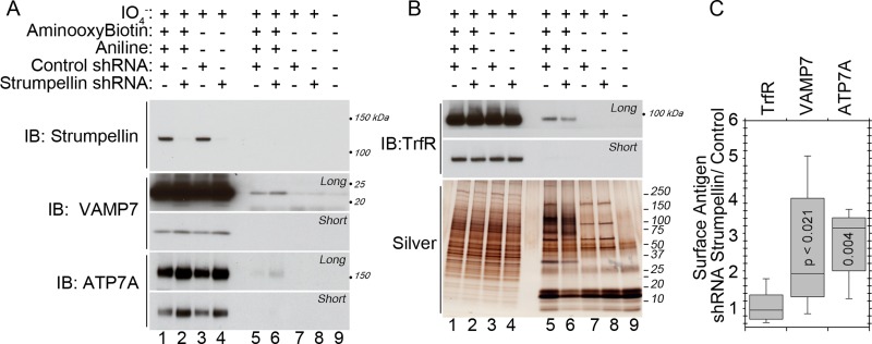 FIGURE 7: