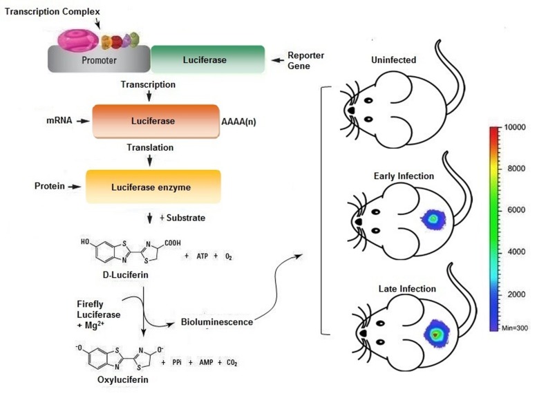 FIGURE 3