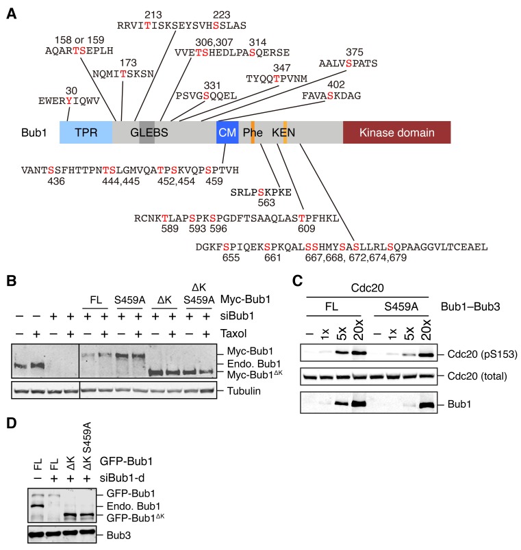 Figure 1—figure supplement 1.