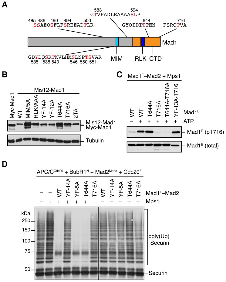 Figure 5—figure supplement 1.