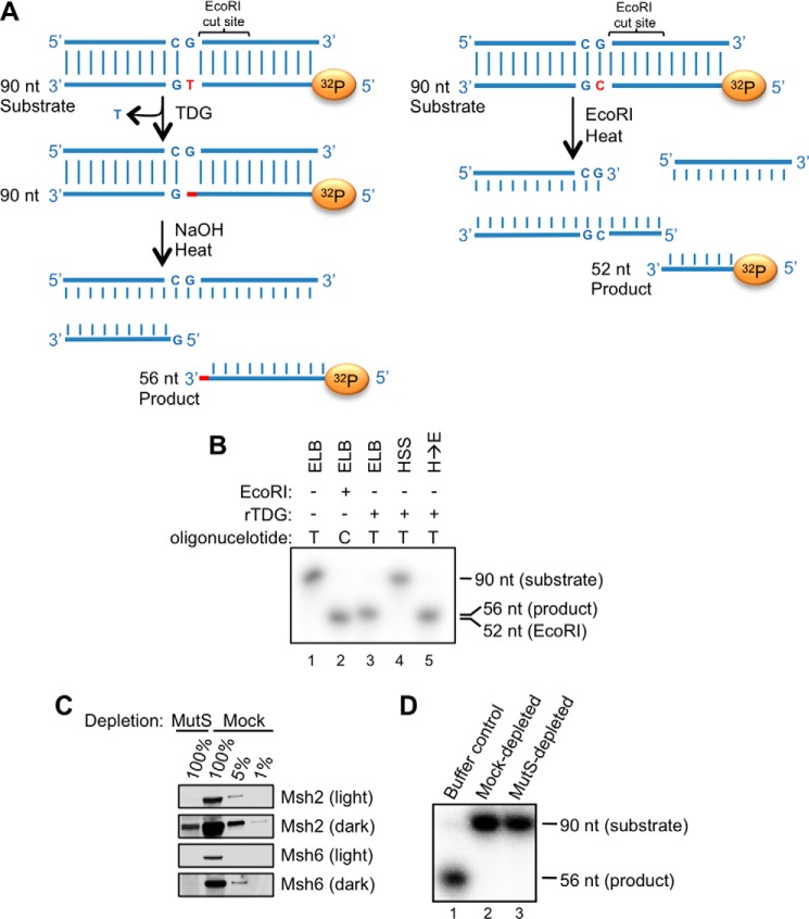 FIGURE 11.