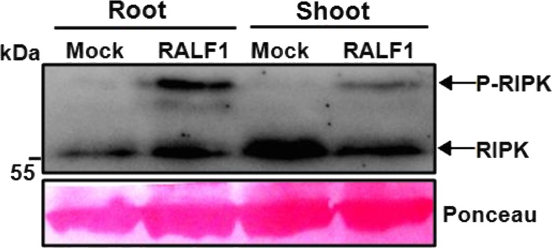 Fig. S6.