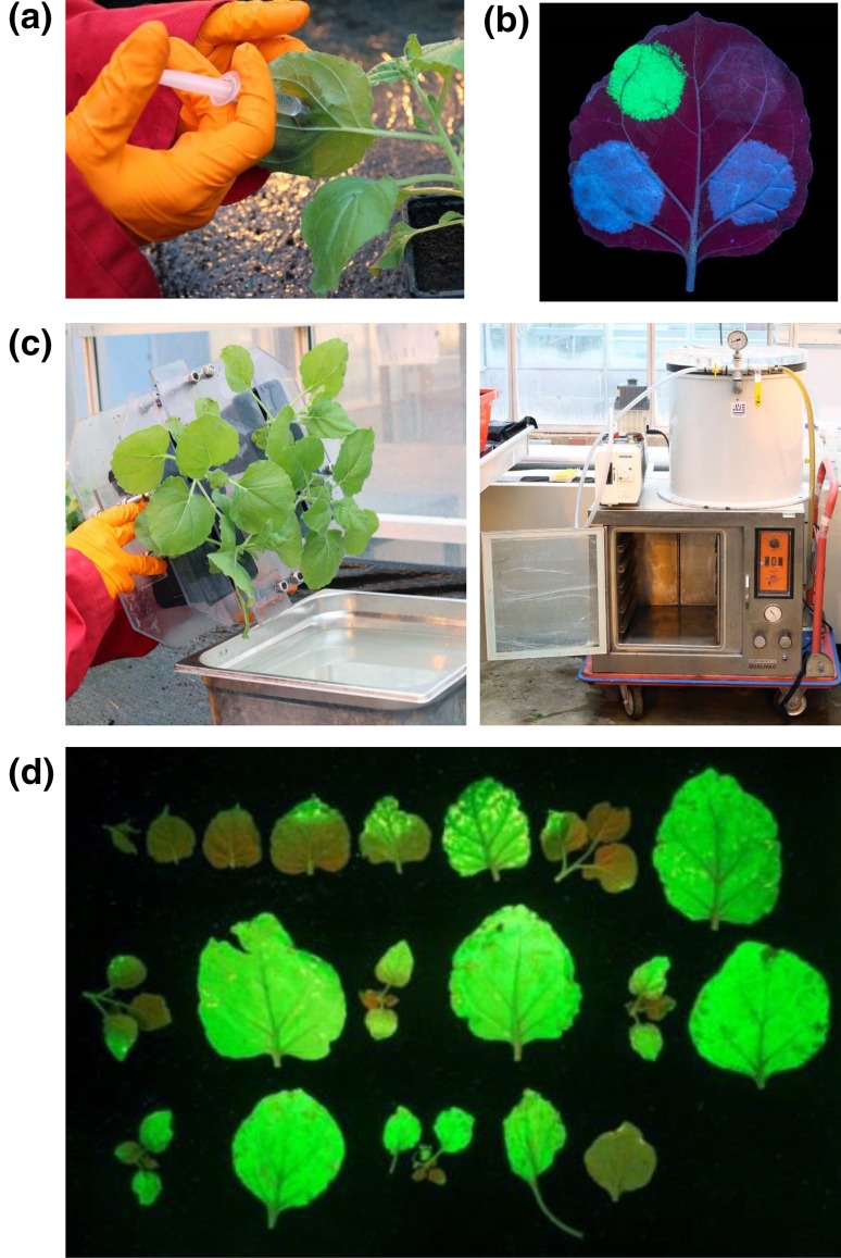 Fig. 1