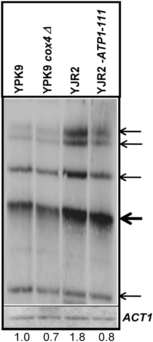 Figure 5