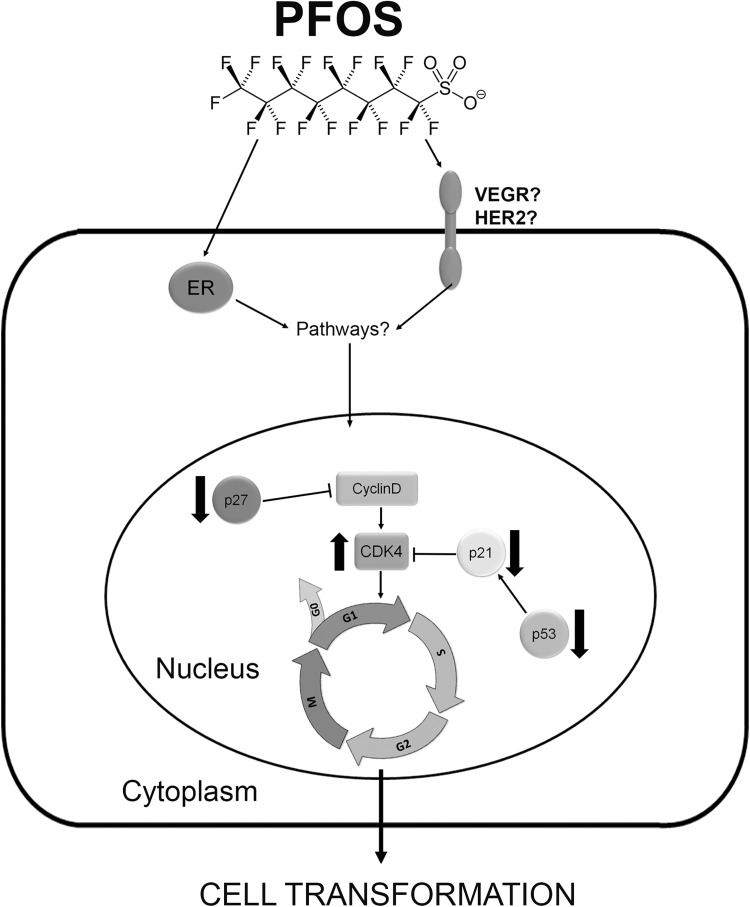 Fig. 5