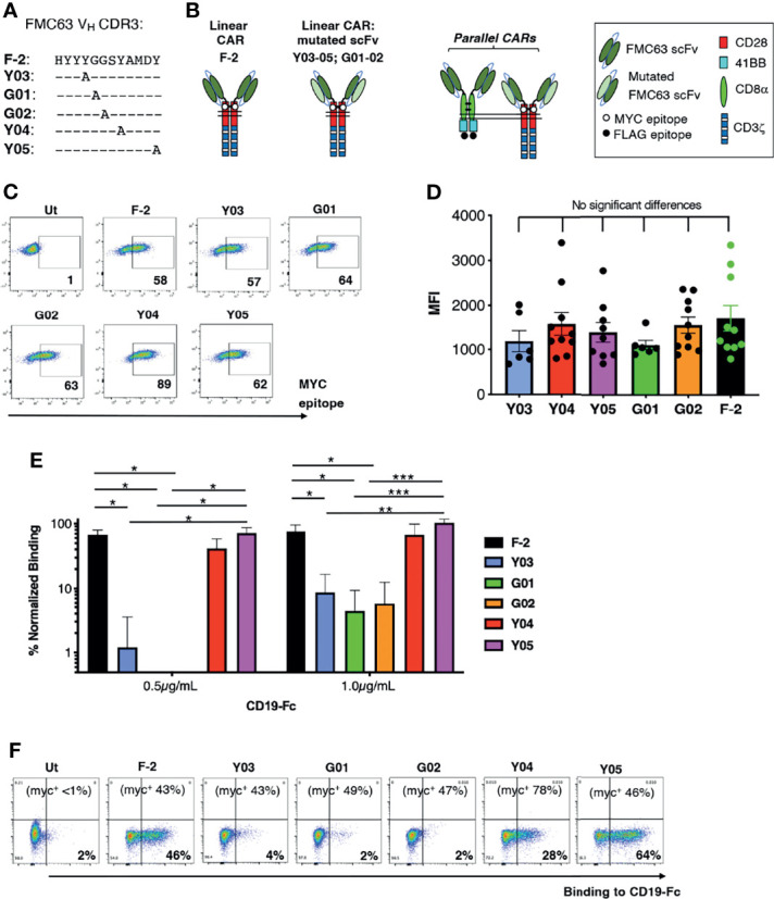 Engineering of an Avidity-Optimized CD19-Specific Parallel Chimeric ...